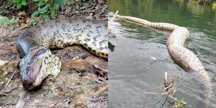 Cazadores mataron a la anaconda más grande del mundo
