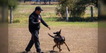 Estudiante de la UAT aporta su experiencia en adiestramiento canino al servicio comunitario