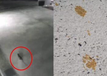 Alerta por gato radioactivo en Japón