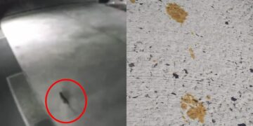 Alerta por gato radioactivo en Japón