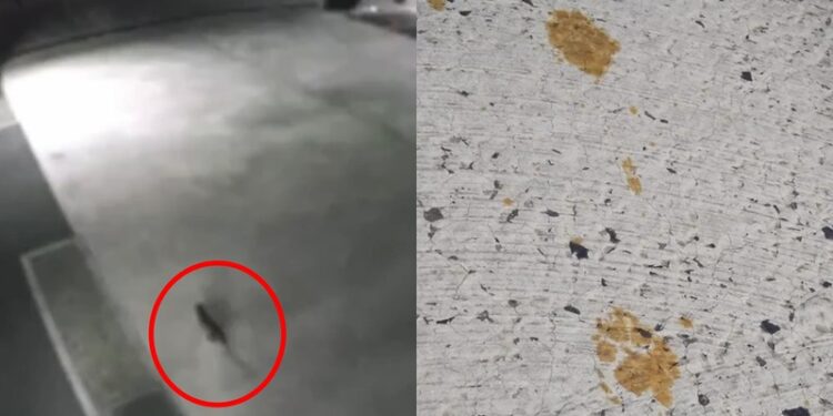 Alerta por gato radioactivo en Japón