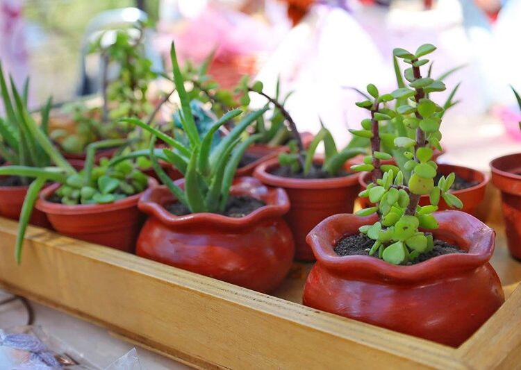 Lalo y Lucy visitan el mercado artesanal de Altas Cumbres