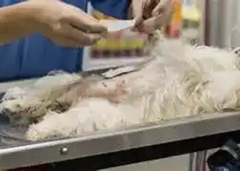 Esterilizará Salud a más de 10 mil 500 mascotas