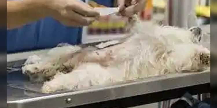 Esterilizará Salud a más de 10 mil 500 mascotas