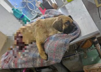 Menor de edad mata a un perro de un disparo en Linares