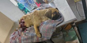 Menor de edad mata a un perro de un disparo en Linares