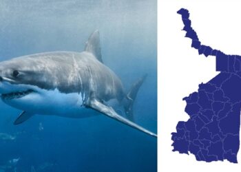 Detectan presencia de tiburón blanco en aguas de Tamaulipas