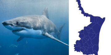 Detectan presencia de tiburón blanco en aguas de Tamaulipas