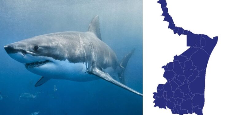 Detectan presencia de tiburón blanco en aguas de Tamaulipas