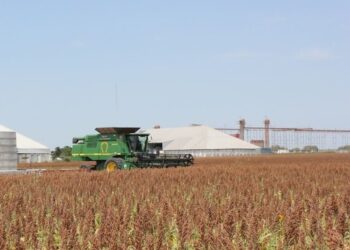 Reportan graves pérdidas agropecuarias para Tamaulipas