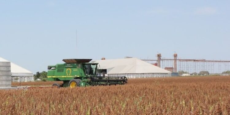 Reportan graves pérdidas agropecuarias para Tamaulipas