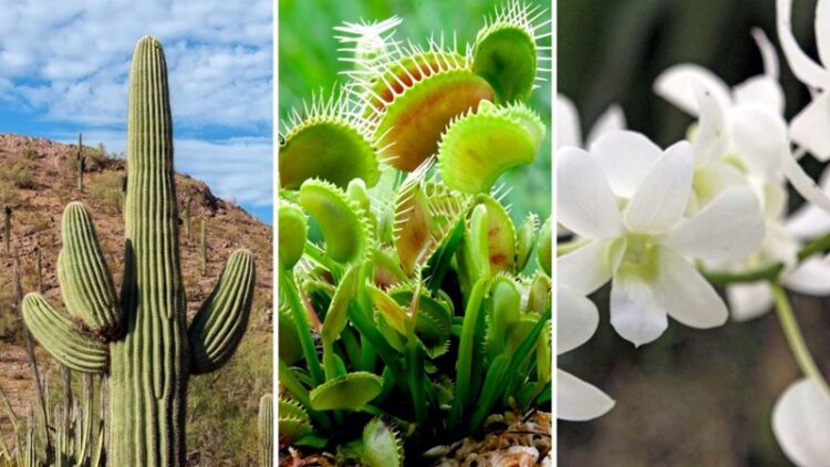 22 de abril, ‘Día de la Tierra’ 2024