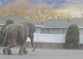 Elefanta escapó de circo y deambula por calles de Montana