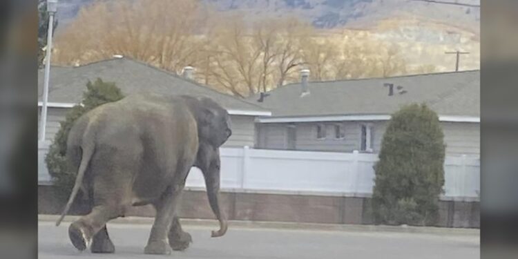 Elefanta escapó de circo y deambula por calles de Montana