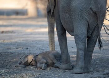 Zimbabue en “estado de desastre” por la sequía; 2.7 millones de personas en crisis alimentaria