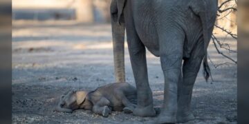 Zimbabue en “estado de desastre” por la sequía; 2.7 millones de personas en crisis alimentaria