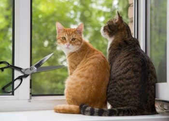 Hombre mató a 76 gatos en Corea del Sur