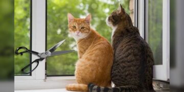 Hombre mató a 76 gatos en Corea del Sur