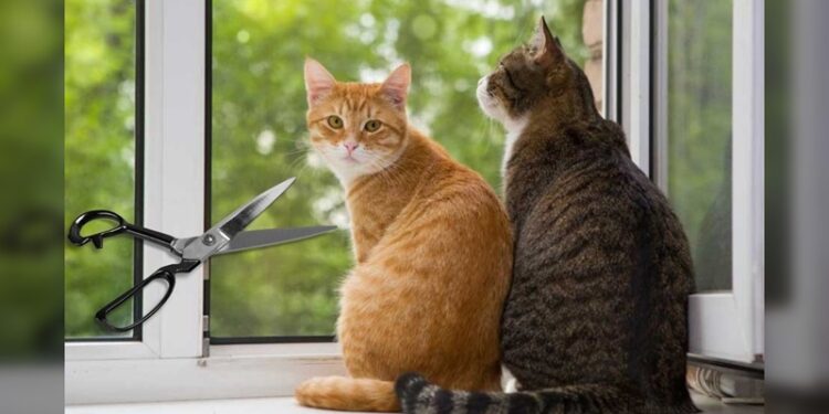 Hombre mató a 76 gatos en Corea del Sur