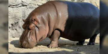Hipopótamo deja México como macho y llega a Japón como hembra
