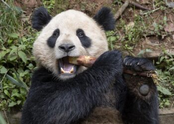 Una pareja de pandas gigantes viajará de China a San Diego dentro de un acuerdo de conservación
