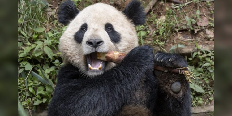 Una pareja de pandas gigantes viajará de China a San Diego dentro de un acuerdo de conservación