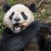 Una pareja de pandas gigantes viajará de China a San Diego dentro de un acuerdo de conservación