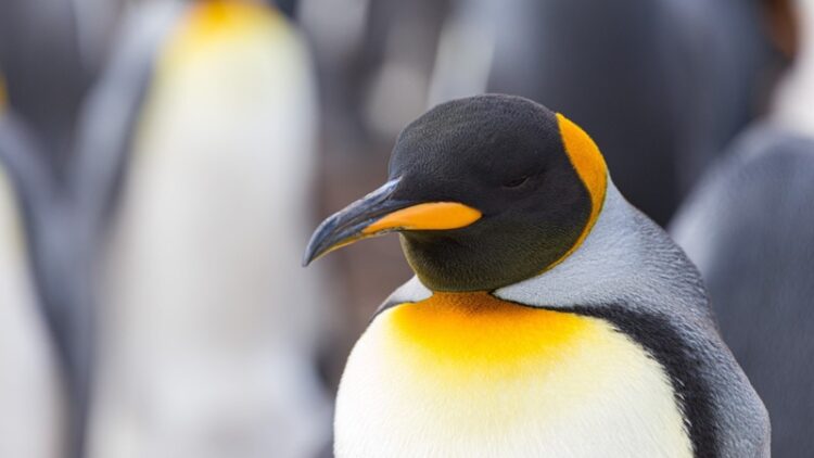 25 de abril, ‘Día Mundial de los Pingüinos’