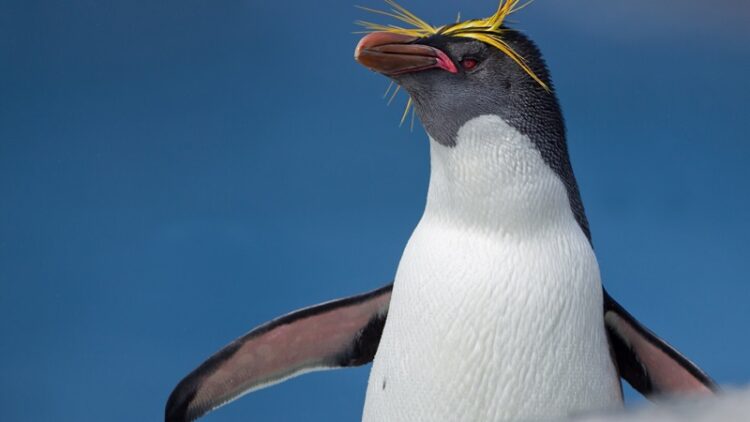 25 de abril, ‘Día Mundial de los Pingüinos’