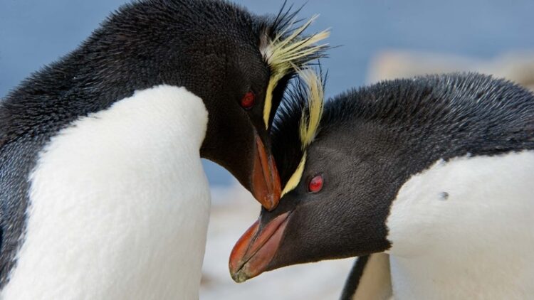 25 de abril, ‘Día Mundial de los Pingüinos’