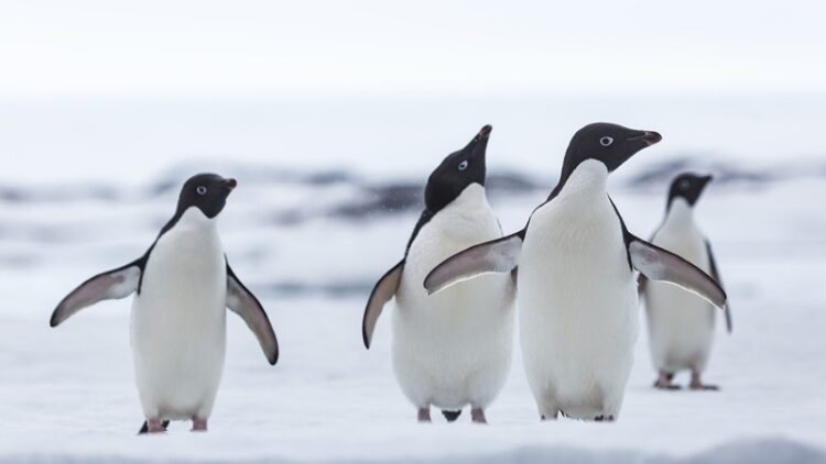 25 de abril, ‘Día Mundial de los Pingüinos’