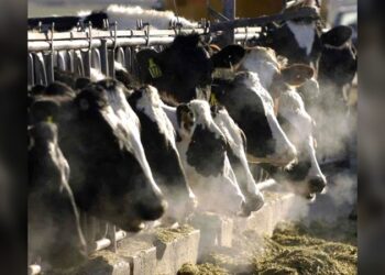 Detectan gripe aviar en Texas