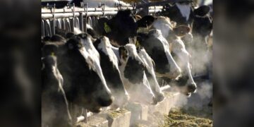 Detectan gripe aviar en Texas