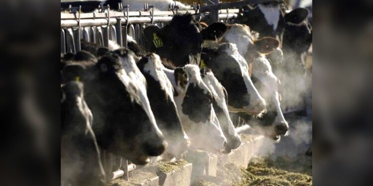 Detectan gripe aviar en Texas