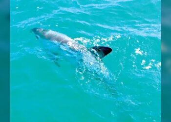 Vaquita Marina: Un rayo de esperanza en medio de la extinción