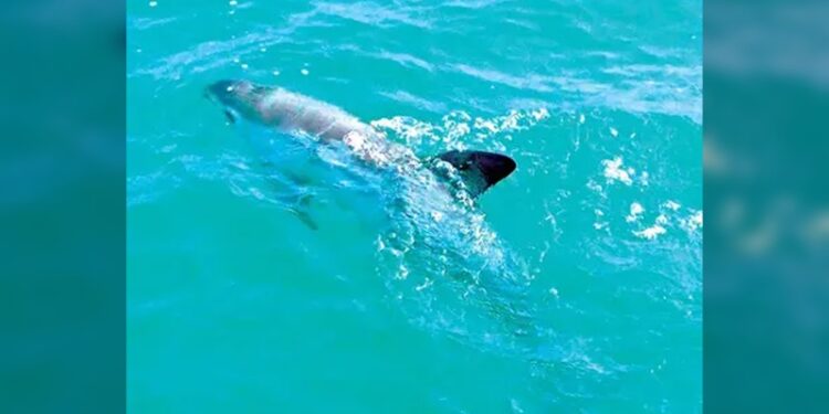 Vaquita Marina: Un rayo de esperanza en medio de la extinción