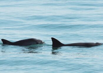 México hará un conteo de la ‘Vaquita Marina’ en el Golfo de California