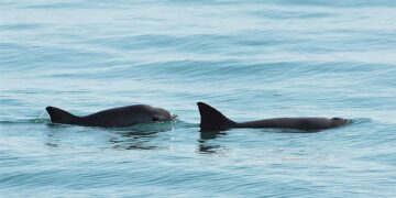 México hará un conteo de la ‘Vaquita Marina’ en el Golfo de California