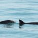 México hará un conteo de la ‘Vaquita Marina’ en el Golfo de California