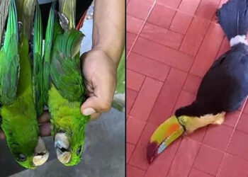 En la Huasteca Potosina y Tamaulipas, aves caen muertas a causa del intenso calor