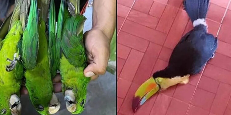 En la Huasteca Potosina y Tamaulipas, aves caen muertas a causa del intenso calor