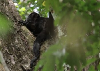 Alarmante aumento en decesos de monos aulladores en Veracruz: Suman ya 8 casos confirmados