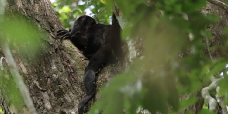 Alarmante aumento en decesos de monos aulladores en Veracruz: Suman ya 8 casos confirmados