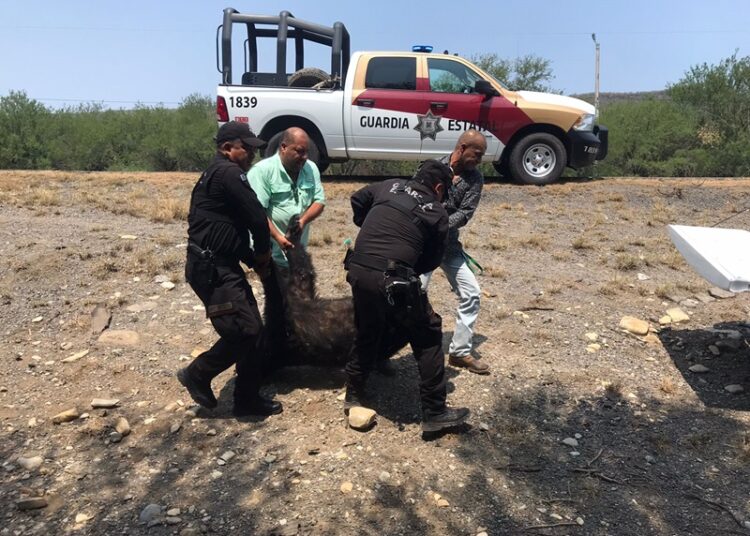 Guardia Estatal atiende reporte de oso muerto en Carretera Federal 83