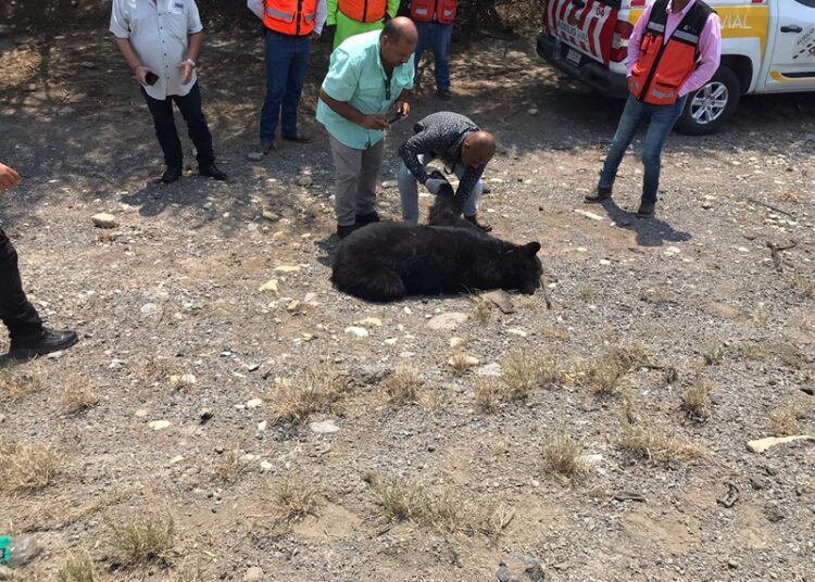 Guardia Estatal atiende reporte de oso muerto en Carretera Federal 83
