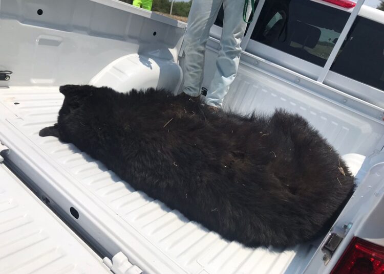 Guardia Estatal atiende reporte de oso muerto en Carretera Federal 83