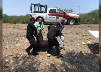 Guardia Estatal atiende reporte de oso muerto en Carretera Federal 83