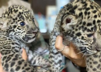 Nacen jaguares en Zoológico de Nuevo Laredo