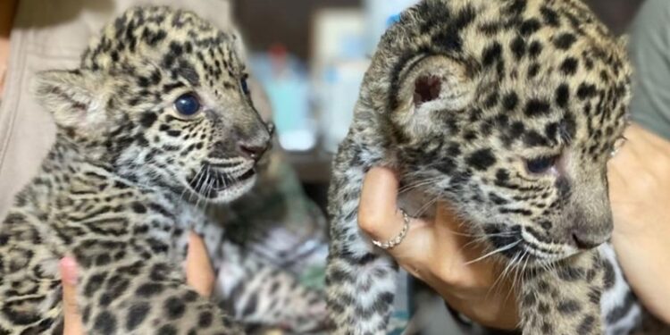 Nacen jaguares en Zoológico de Nuevo Laredo