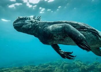 Mini Godzilla sorprende a buzos en el fondo del mar de las Islas Galápagos
